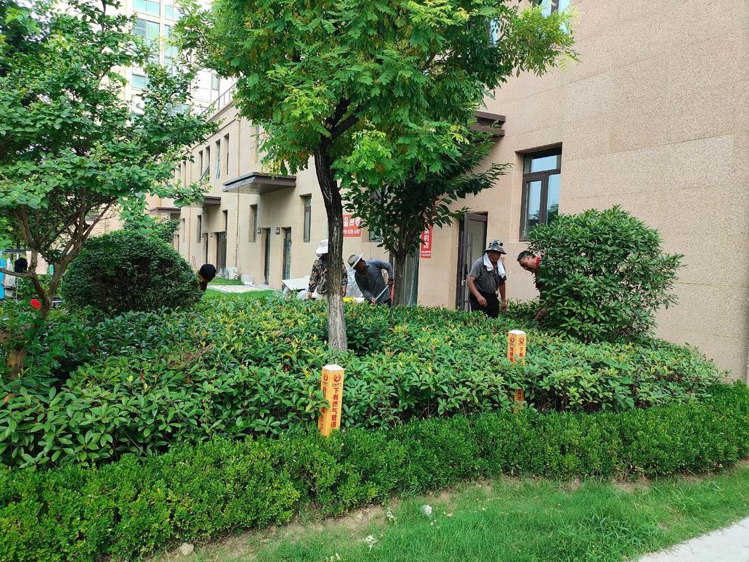 荒芜变绿洲，物业撤场后小区的院子建设热潮与重生之路